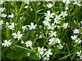 Stellaria holostea