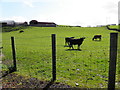 Cows, Edenderry