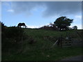 Grazing, Annstead Links