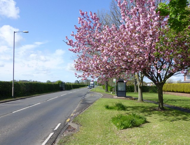 Bus Stop With Cherry Blossom © Russel Wills Cc By Sa 2 0 Geograph