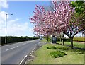 Bus stop with cherry blossom