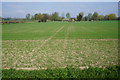 A new crop near Hawthorn Farm