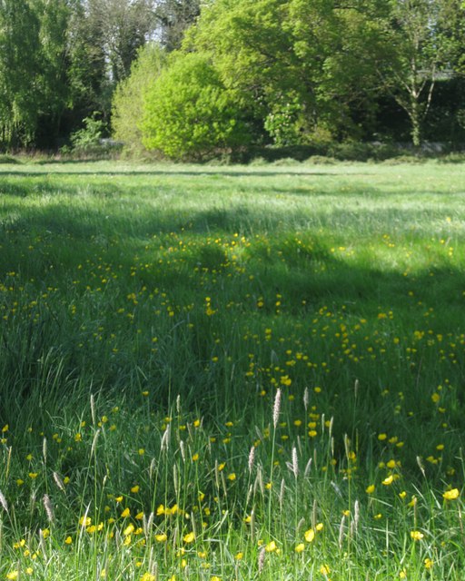Buttercups and Meadow Foxtail Grass in old unimproved grassland, Priory Park, Warwick