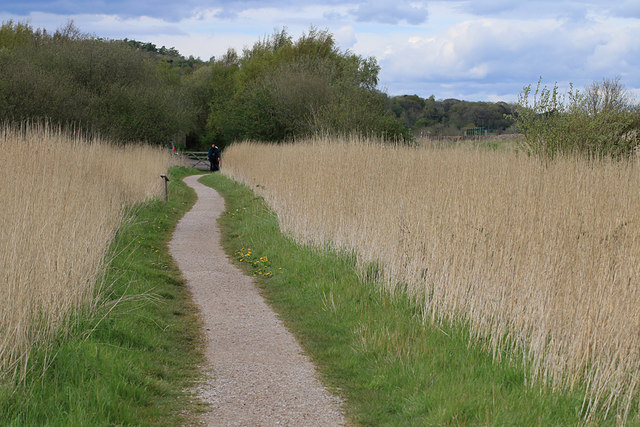 Footpath through reeds