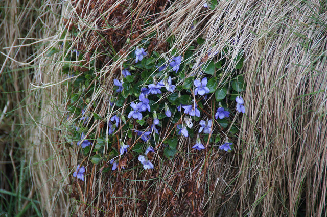 Common Dog-violet (Viola riviniana), Norwick