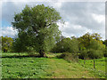 Sow Moor near Chobham