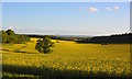 Fields of rapeseed in the evening