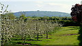 Apple orchards at Ford house Farm