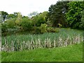 Reed fringed pond in Jodrell Bank gardens