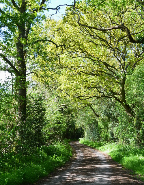 Country lane, Tangley, Hampshire © Oswald Bertram :: Geograph Britain ...