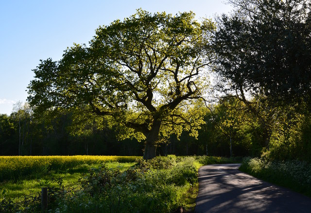 Roadside tree by Windmill Hill, Hampshire