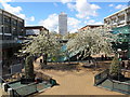 Cherry Trees in Upper Precinct, Coventry