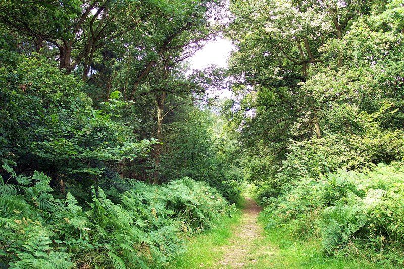 A path through the wood at Bourne,... © Rex Needle cc-by-sa/2.0 ...