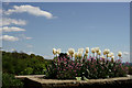 TQ4551 : Tulips on the Terrace by Peter Trimming