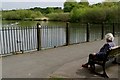 Observing geese landing, The Moor, Knutsford