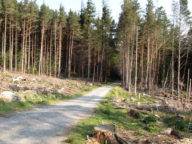 Forest road in Donard Wood