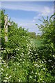 Footpath to St Thomas Navestock