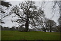 SX5255 : Tree, Saltram by N Chadwick