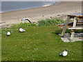 Black-headed gulls at Amble