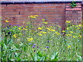 Wild Flowers Alcester Town Centre