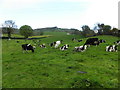 H5656 : Cows, Belnaclogh by Kenneth  Allen