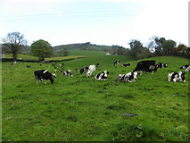 H5656 : Cows, Belnaclogh by Kenneth  Allen