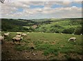 Sheep above the Little Dart valley