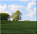 Farmland, Tangley, Hampshire