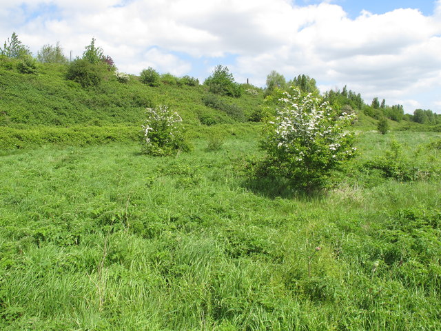 Rough grass and hawthorn (may) bushes, Old Oak Common