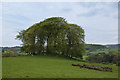 The highest point on the hill appears to be in the copse