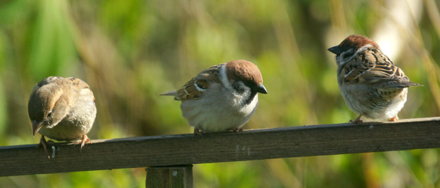 Tree Sparrows (Passer montanus) and House Sparrow (Passer domesticus), Baltasound