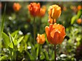 SP1742 : Tulips at Hidcote by Paul Harrop