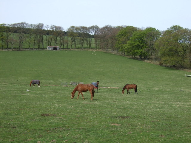 Grazing, Marygold © JThomas :: Geograph Britain and Ireland