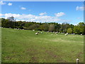 Sheep on a hillside near Arksley Farm