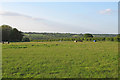TL9532 : Paddock near Malting Farm, Little Horkesley by Roger Jones