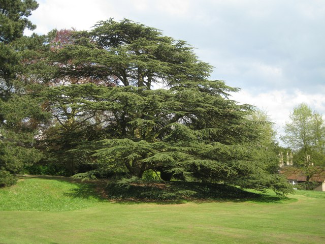 Cedar of Lebanon, Jephson Gardens, Royal... © Robin Stott cc-by-sa/2.0 ...