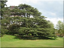 SP3265 : Cedar of Lebanon, Jephson Gardens, Royal Leamington Spa by Robin Stott
