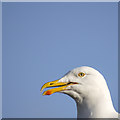J5081 : Herring Gull, Bangor by Rossographer