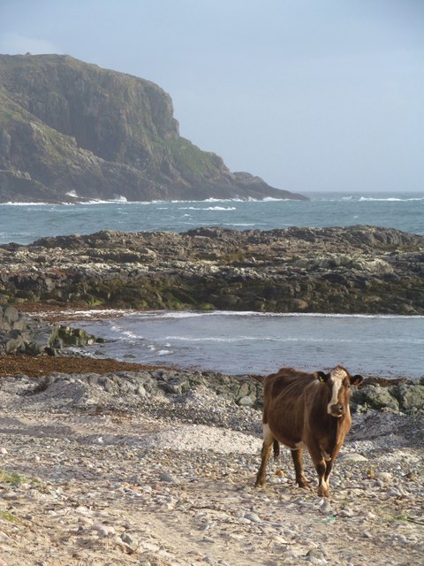 Beach bovine