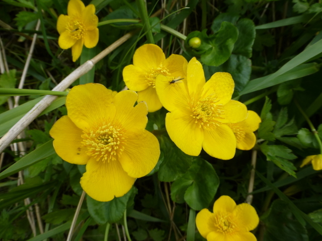 Marsh Marigold or Kingcup; Caltha palustris, Lough Neagh