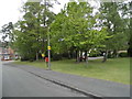 Trees on Abingdon Road, Sandhurst