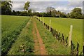 Newly planted hedge at Blockley