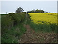 Oilseed rape crop and hedgerow