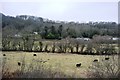 Black sheep near Llandre