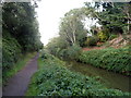 Towards the northern end of the canal, Bridgwater