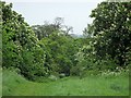 A wet May morning in Clifton Grove