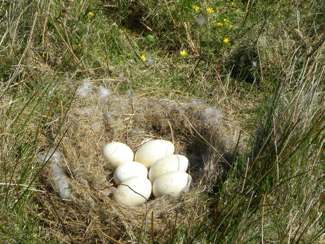 Goose nest on Fadamull