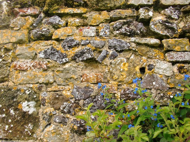 Green alkanet growing by a wall at Ford Farm