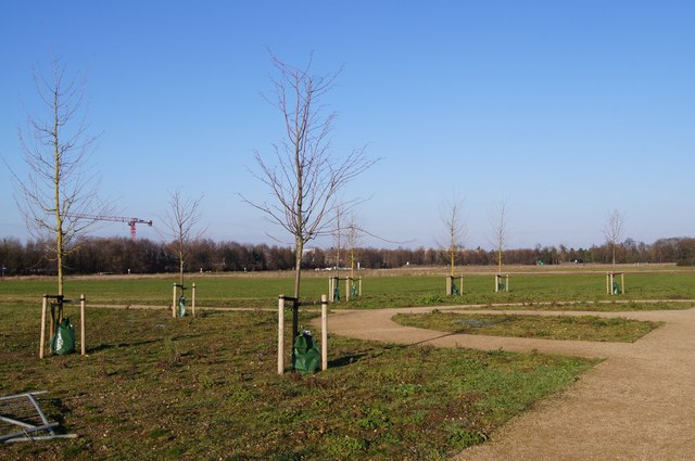 New trees - new country park