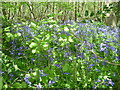 Bluebells in Black Post Wood